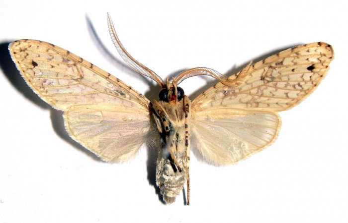 Fig.6 Adulto <i>Lophocampa</i></i> maroniensisDHJ05 hembra mostrando la parte ventral.Voucher: 01-SRNP-11238-DHJ93859.