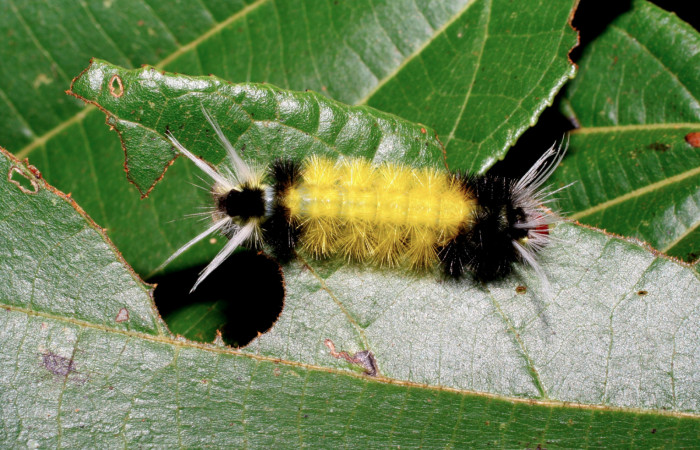 Fig. 7 Larva <i>Lophocampa maroniensis</i></i>, mostrando la parte lateral entero. Voucher: 05-SRNP-34909-DHJ420558.jpg