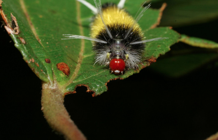 Fig. 8 Larva <i>Lophocampa maroniensis</i></i>, mostrando la parte cabeza. Voucher: 05-SRNP-34909-DHJ420561.jpg.