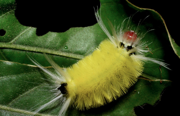 Fig. 9 Larva <i> Lophocampa</i></i> maroniensisDHJ03, mostrando la parte dorsal entero. Voucher: 07-SRNP-4219-DHJ429952.jpg.