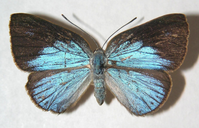 Fig.1. Hembra de <i>Theope</i></i> virgiliusDHJ03 en posición dorsal. Voucher : 03-SRNP-13984-DHJ359358.