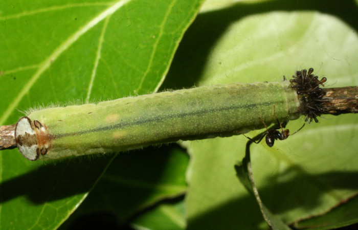 Fig.11. Larva de <i>Theope publius</i></i>. Voucher : 16-SRNP-20441-DHJ710591.jpg.