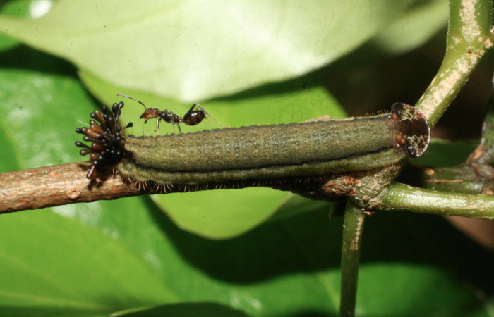 Fig.12. Larva de <i>Theope</i></i> Janzen440. Voucher : 16-SRNP-20440-DHJ710481.jpg.