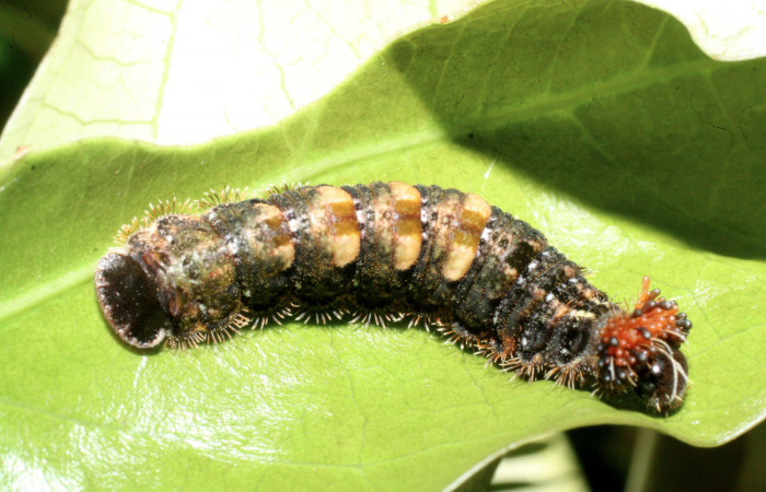 Fig.13. Larva de <i>Theope phaeo</i></i>. Voucher : 16-SRNP-20348-DHJ710474.jpg.