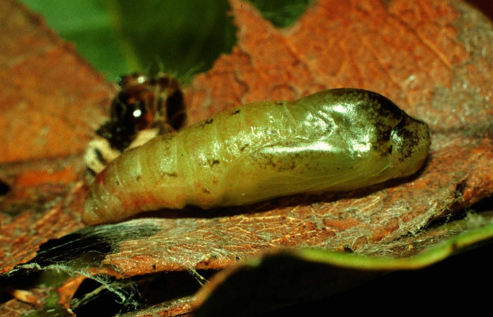 Fig.14. Larva de <i>Theope</i></i> virgiliusDHJ03. Voucher : 97-SRNP-4322.13-DHJ42513.jpg.