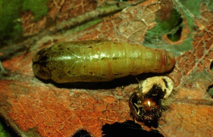 Fig.15. Larva de <i>Theope</i></i> virgiliusDHJ03. Voucher : 97-SRNP-4322.13-DHJ42511.jpg.