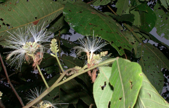 Fig 17. Mostrando flores de <i>Inga oerstediana</i></i>, planta hospedera de <i>Theope virgilius</i></i> (Riodinidae).