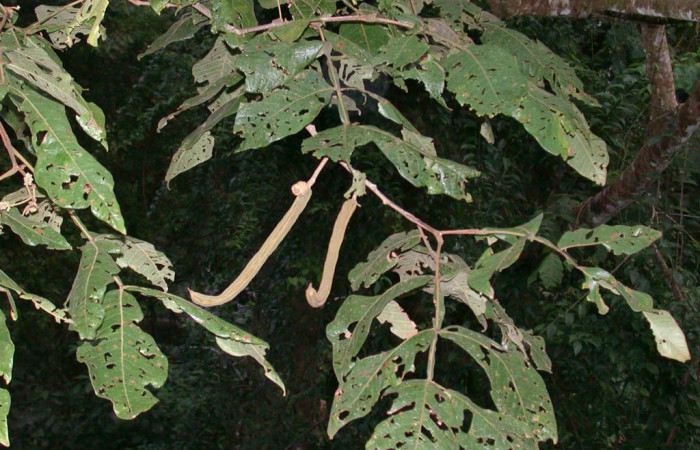 Fig 18. Mostrando rama con frutos de <i>Inga oerstediana</i></i>, planta hospedera de <i>Theope virgilius</i></i> (Riodinidae).