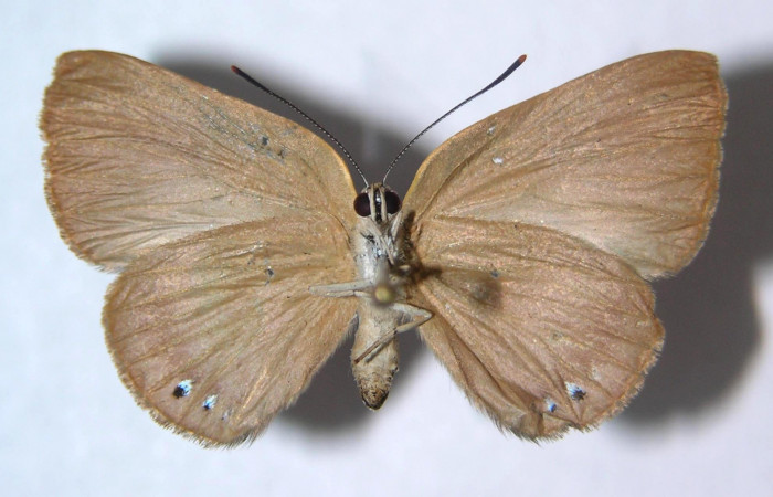 Fig.2. Hembra de <i>Theope</i></i> virgiliusDHJ03 en posición ventral. Voucher : 03-SRNP-13984-DHJ359359.