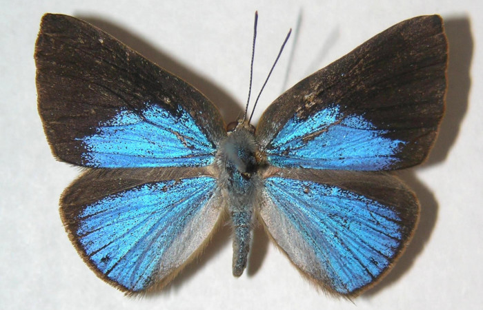 Fig.3. Macho de <i>Theope</i></i> virgiliusDHJ03 en posición dorsal. Voucher : 03-SRNP-13963-DHJ359364.