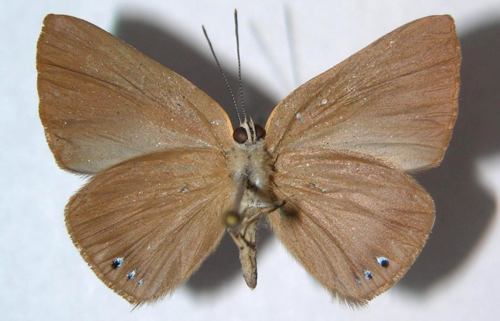 Fig.4. Macho de <i>Theope</i></i> virgiliusDHJ03 en posición dorsal. Voucher : 03-SRNP-13963-DHJ359365.