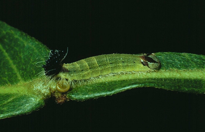 Fig.5. Larva de <i>Theope</i></i> virgiliusDHJ03. Voucher : 90-SRNP-1767-DHJ13076.jpg.
