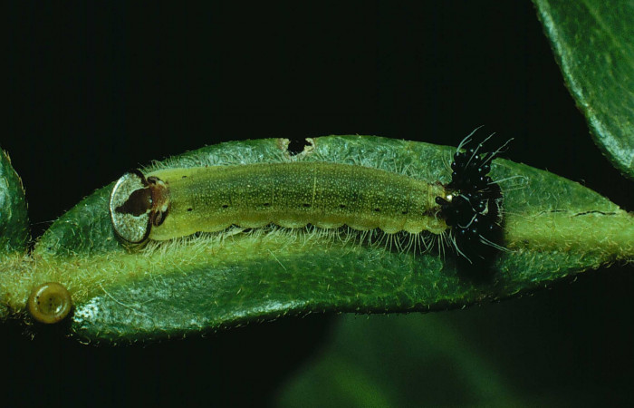 Fig.6. Larva de <i>Theope</i></i> virgiliusDHJ03. Voucher : 90-SRNP-1767-DHJ13081.jpg.
