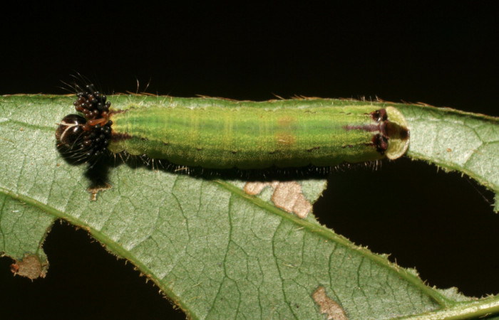 Fig.7. Larva de <i>Theope virgilius</i></i>. Voucher : 06-SRNP-45895-DHJ414982.jpg.
