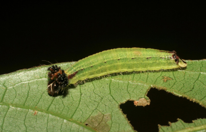 Fig.8. Larva de <i>Theope virgilius</i></i>. Voucher : 06-SRNP-45895-DHJ414983.jpg.

