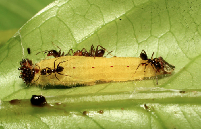 Fig.9. Larva de <i>Theope virgilius</i></i>. Voucher : 11-SRNP-30610-DHJ481664.jpg.