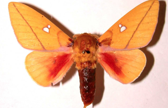 Fg.3. Adulto vista dorsal del macho <i>Syssphinx jennyphillipsae</i></i> (Saturnidae), mide 62mm. Los Almendros Sector El Hacha 290 m. 02-SRNP-30302-DHJ35898. 