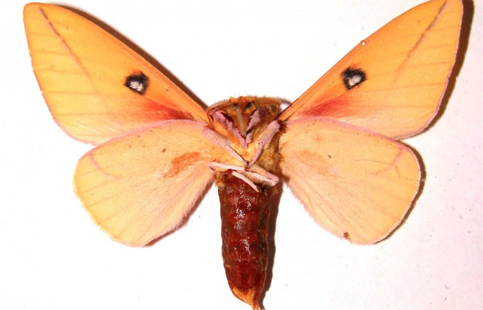Fg.4. Adulto vista ventral del macho <i>Syssphinx jennyphillipsae</i></i> (Saturnidae), mide 62mm. Los Almendros Sector El Hacha 290 m. 02-SRNP-30302-DHJ35899.  