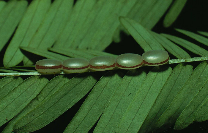 Fg.5. huevos de larva <i>Syssphinx jennyphillipsae</i></i> (Saturnidae), Area Abministrativa Sector Santa Rosa 295 m. 81-SRNP-832-DHJ3034. 
