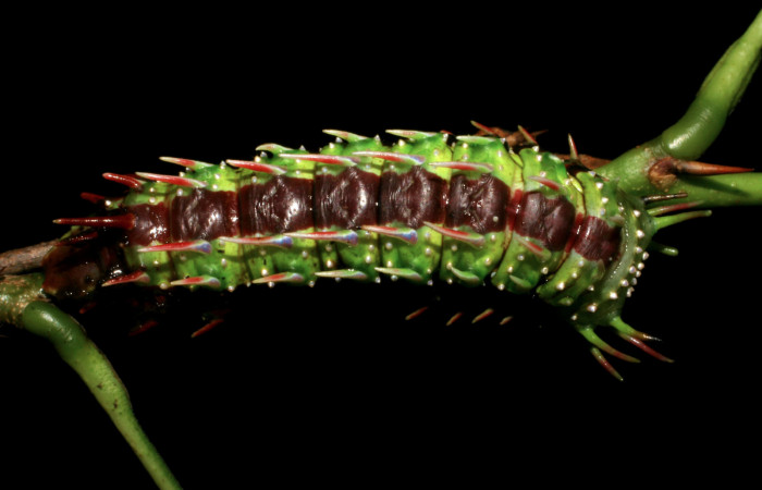 Fg.6. Larva <i>Syssphinx jennyphillipsae</i></i> (Saturnidae), mide 40mm. Estacion Maritza Sector Orosi 570 m. 05-SRNP-35518-DHJ406441