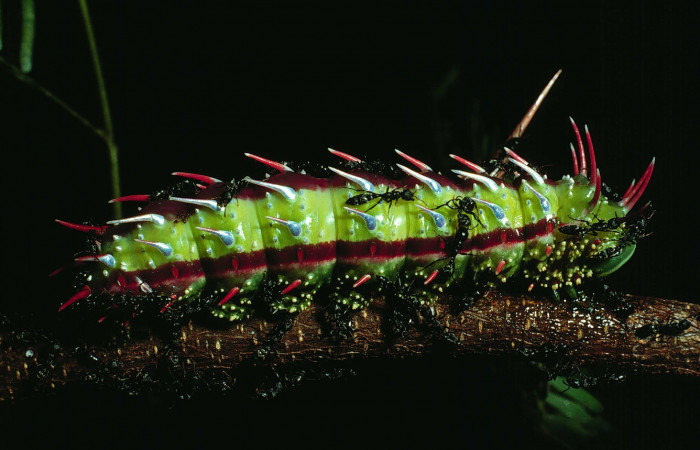 Fg.7. Larva <i>Syssphinx jennyphillipsae</i></i> (Saturnidae), mide 62mm. Area Administrativa Sector Santa Rosa 295 m. 83-SRNP-1346-DHJ6439.