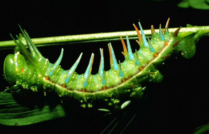 Fg.7. Larva <i>Syssphinx jennyphillipsae</i></i> (Saturnidae), mide 62mm. Area Administrativa Sector Santa Rosa 295 m. 83-SRNP-1346-DHJ6439.