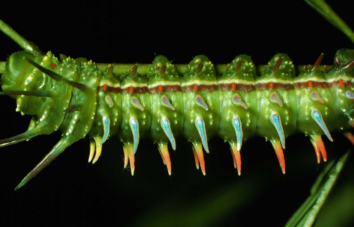 Fg.9. Larva <i>Syssphinx jennyphillipsae</i></i> (Saturnidae), mide 62mm. Lucas Sector Santa Rosa 295 m 96-SRNP-6882 -DHJ27878. 