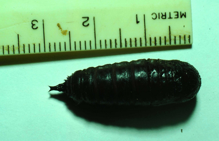 Fg.10. Pupa <i>Syssphinx jennyphillipsae</i></i> (Saturnidae), mide 62mm. Lucas Sector Santa Rosa 295 m. 81-SRNP-111-DHJ1874.