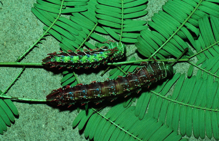 Fg.11. Larvas <i>Syssphinx jennyphillipsae</i></i> (Saturnidae), mide 62mm. Area Administrativa Sector Santa Rosa 295 m. 81-SRNP-111-DHJ1915.