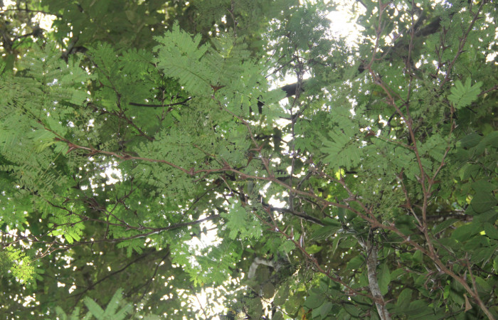 Fg 11. Planta <i>Vachellia collinsii</i></i> (Fabaceae), mide 3m, hospedera de <i>Syssphinx jennyphillipsae</i></i>. Los Almendros Sector El Hacha 290m. Foto, Lucía Ríos.