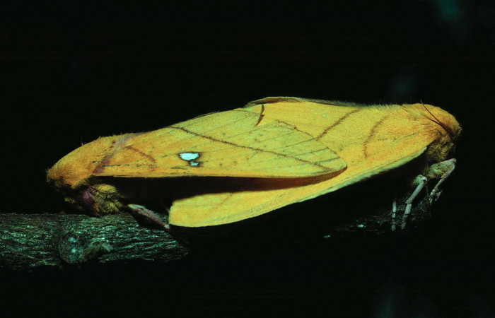 Fg.12. Adulto <i>Syssphinx jennyphillipsae</i></i> (Saturnidae), mide 30mm. Area Administrativa Sector Santa Rosa 295 m. 81-SRNP-111-DHJ1899. 