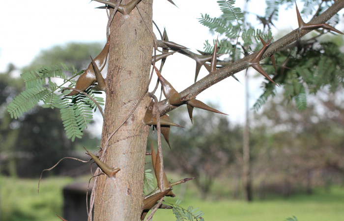Fg 12. Planta <i>Vachellia collinsii</i></i> (Fabaceae), mide 3m, hospedera de <i>Syssphinx jennyphillipsae</i></i>. Los Almendros Sector El Hacha 290m. Foto, Lucía Ríos.