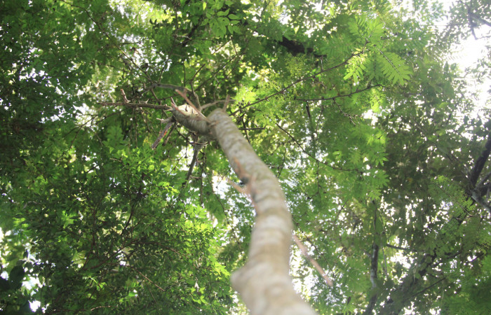 Fg 13. Planta <i>Vachellia collinsii</i></i> (Fabaceae), mide 3m, hospedera de <i>Syssphinx jennyphillipsae</i></i>. Los Almendros Sector El Hacha 290m. Foto, Lucía Ríos.