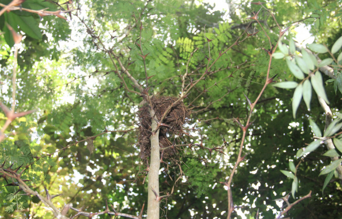 Fg 14. Planta <i>Vachellia collinsii</i></i> (Fabaceae), mide 3m, hospedera de <i>Syssphinx jennyphillipsae</i></i>. Los Almendros Sector El Hacha 290m. Foto, Lucía Ríos.