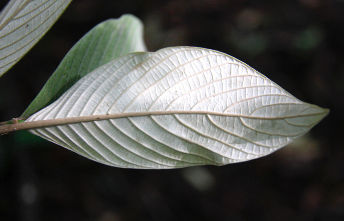 Fig. 08. <i>Arachnothryx buddleioides</i></i> ,planta hospedera de <i>Nyceryx ericea</i></i> (Sphingidae), hoja vista por el envés, especie conocida de Sector Cacao.