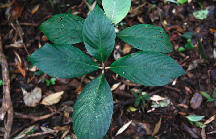 buddleioidesFig. 11. <i>Arachnothryx buddleioides</i></i> (Rubiaceae) , planta hospedera de <i>Nyceryx ericea</i></i> (Sphingidae), vista de follaje maduro, especie conocida de Sector Cacao.