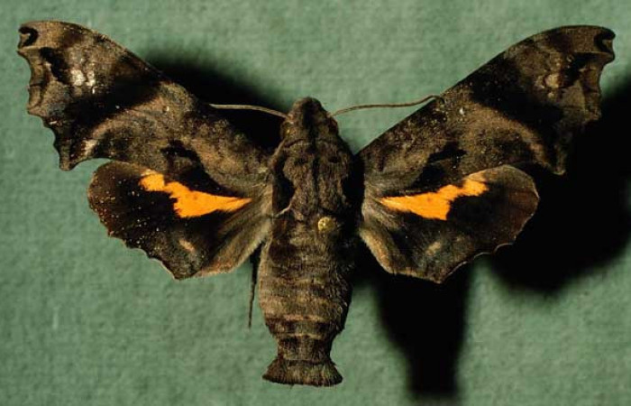 Fig. 01. Adulto de <i>Nyceryx ericea</i></i> (Sphingidae) hembra vista dorsal, 57mm de envergadura. Voucher: 99-SRNP-5698-DHJ30181.jpg.