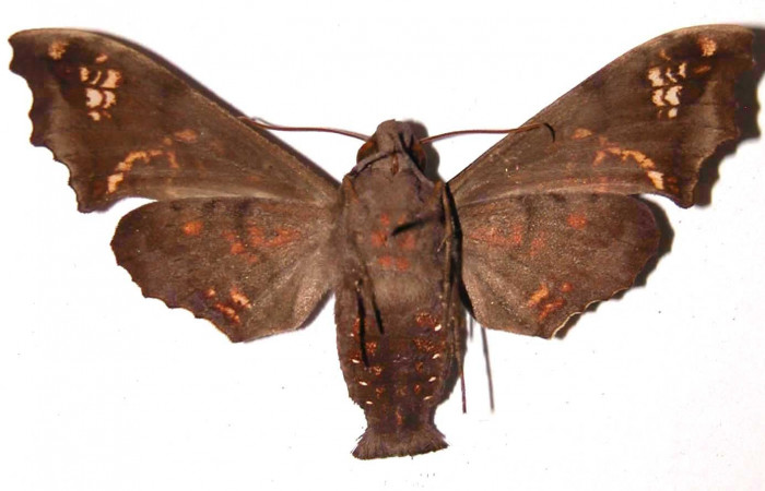 Fig. 02. Adulto de <i>Nyceryx ericea</i></i> (Sphingidae), hembra vista ventral, 57mm de envergadura. Voucher: 99-SRNP-5698-DHJ35439.jpg.