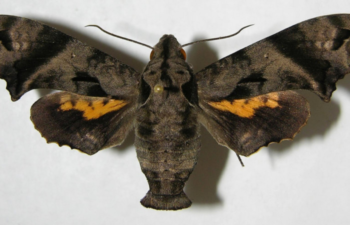 Fig. 03. Adulto de <i>Nyceryx ericea</i></i> (Sphingidae), macho vista dorsal, 59mm de envergadura. Voucher: 07-SRNP-45747-DHJ381252.jpg.
