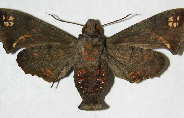 Fig. 04. Adulto de <i>Nyceryx ericea</i></i> (Sphingidae), macho vista ventral, 59mm de envergadura. Voucher: 07-SRNP-45747-DHJ381253.jpg.