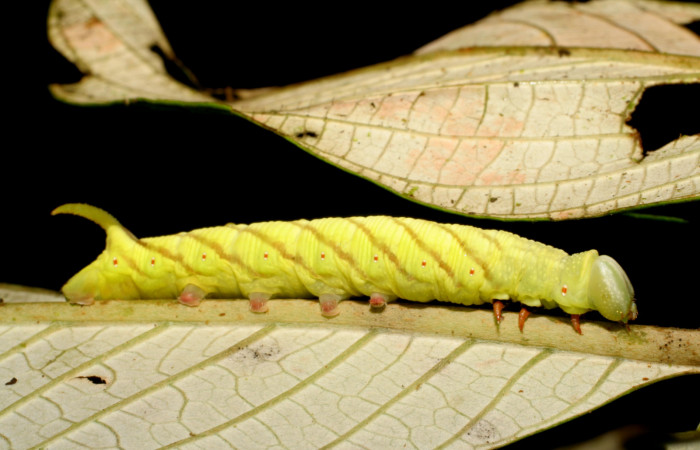 Fig. 05. Larva de <i>Nyceryx ericea</i></i> (Sphingidae), vista lateral, punúltimo estadío 47mm de longitud. Voucher: 07-SRNP-45747-DHJ428333.jpg. 