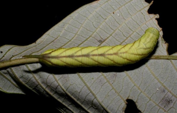 Fig. 06. Larva de <i>Nyceryx ericea</i></i> (Sphingidae), vista dorsal, punúltimo estadío 47mm de longitud. Voucher: 07-SRNP-45747-DHJ428336.jpg. 