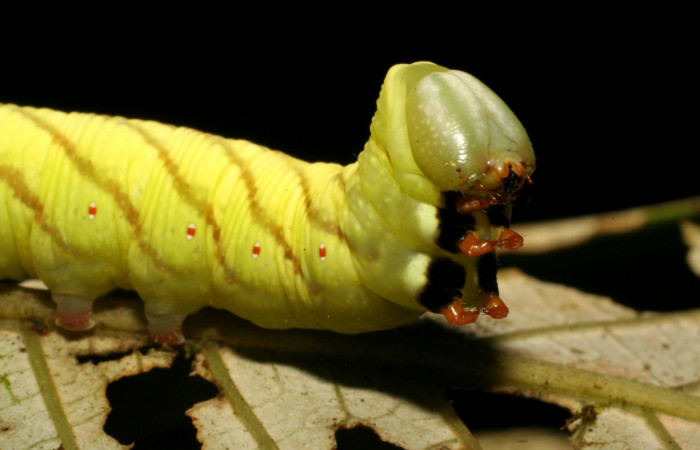 Fig. 07. Larva de <i>Nyceryx ericea</i></i> (Sphingidae), vista dorsal anterior, punúltimo estadío 47mm de longitud. Voucher: 07-SRNP-45747-DHJ428343.jpg.