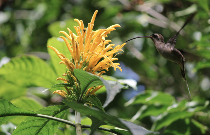 Fig. 1 Long-billed Hermit Ermitaño Colilargo, <i>Phaethornis longirostris</i></i> (Trochilidae) libando la inflorescencia de <i>Justicia aurea</i></i> (Acanthaceae). 13 de diciembre 2020, Tangelo Sector Del Oro ACG. Foto: Roster Moraga