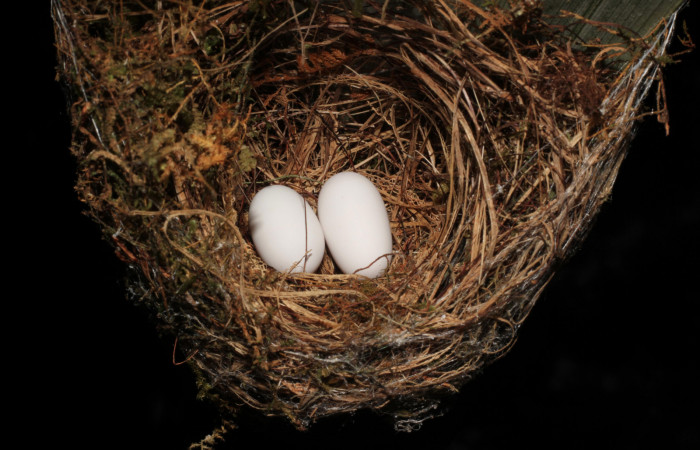 Fig. 2 Nido de Long-billed Hermit, Ermitaño Colilargo <i>Phaethornis longirostris</i></i> (Trochilidae) sobre el extremo de una hoja de una palmera <i>Astrocaryum alatum</i></i> (Arecaceae). 31 de marzo 2021, Rio Chón Sector Del Oro ACG. Foto: Roster Moraga
