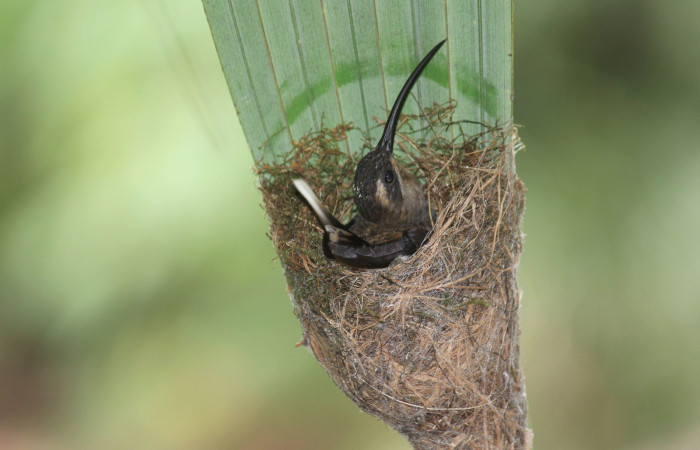 Fig. 3 Long-billed Hermit, Ermitaño Colilargo <i>Phaethornis longirostris</i></i> (Trochilidae) sobre su nido en el extremo de una hoja de una palmera <i>Astrocaryum alatum</i></i> (Arecaceae). 26 de marzo 2021, Rio Chón Sector Del Oro ACG. Foto: Roster Moraga