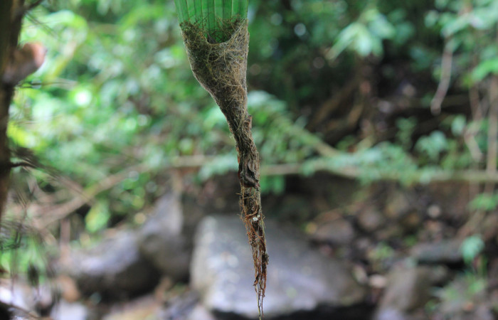 Fig. 4 Nido de Long-billed Hermit, Ermitaño Colilargo <i>Phaethornis longirostris</i></i> (Trochilidae) dos pichones sobre su nido en el extremo de una hoja de una palmera <i>Astrocaryum alatum</i></i> (Arecaceae). 14 de abril 2021, Rio Chón Sector Del Oro ACG. Foto: Roster Moraga