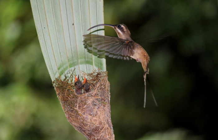 Fig. 5 Long-billed Hermit, Ermitaño Colilargo <i>Phaethornis longirostris</i></i> (Trochilidae) hembra llevando alimento a sus pichones sobre su nido en el extremo de una hoja de una palmera <i>Astrocaryum alatum</i></i> (Arecaceae). 15 de abril 2021, Rio Chón Sector Del Oro ACG. Foto: Roster Moraga