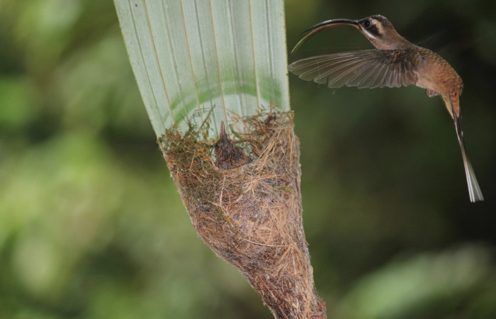 Fig. 6 Long-billed Hermit, Ermitaño Colilargo <i>Phaethornis longirostris</i></i> (Trochilidae) hembra llevando alimento a sus pichones sobre su nido en el extremo de una hoja de una palmera <i>Astrocaryum alatum</i></i> (Arecaceae). 15 de abril 2021, Rio Chón Sector Del Oro ACG. Foto: Roster Moraga