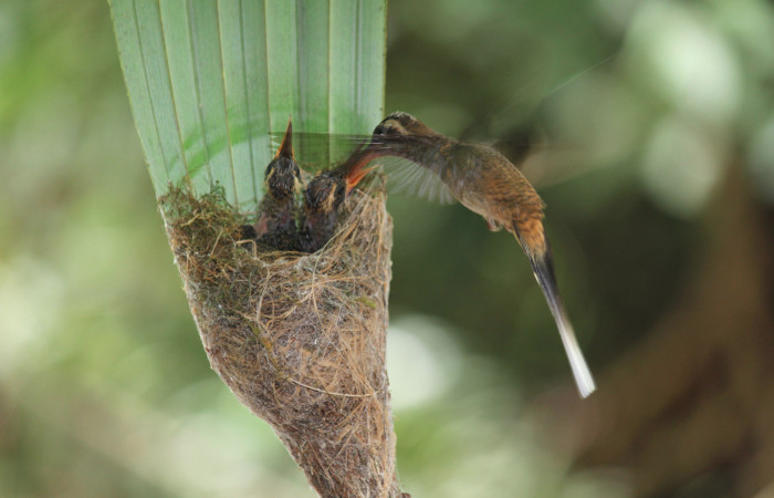 Fig. 7 Long-billed Hermit, Ermitaño Colilargo <i>Phaethornis longirostris</i></i> (Trochilidae) hembra alimentando a sus pichones sobre su nido en el extremo de una hoja de una palmera <i>Astrocaryum alatum</i></i> (Arecaceae). 20 de abril 2021, Rio Chón Sector Del Oro ACG. Foto: Roster Moraga